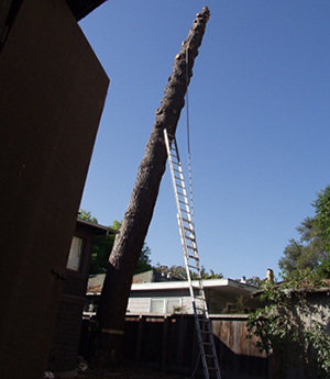 Redwood City CA Tree Removal Service