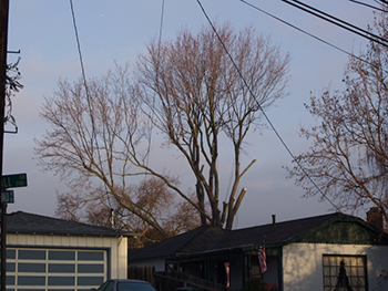 Woodside CA Tree Pruning Service