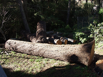 Menlo Park Tree Removal