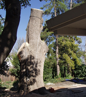 Stanford CA Tree Removal Company