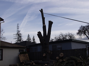 San Mateo CA Tree Removal