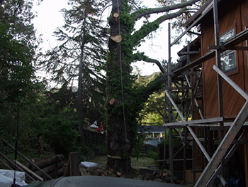 Belmont Tree Pruning Service