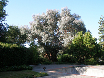 Tree Thinning Woodside CA