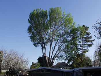 Portola Valley Tree Trimming