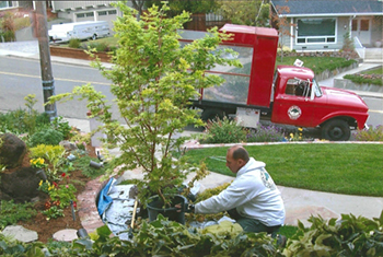 Redwood City CA Tree Planting Service