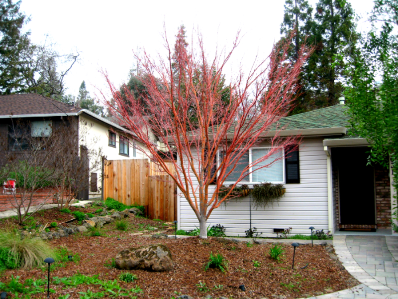 Tree Planting Emerald Hills CA - Redwood City Shrub Selection - Neck of the Woods Tree Service - Coral_Bark_Maple