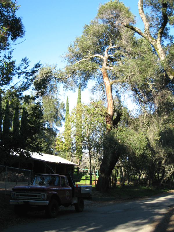 Tree Risk Assessment Emerald Hills CA - Redwood City Hazard Abatement - Neck of the Woods Tree Service - RiskTree_jpg