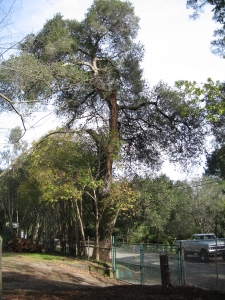 Emergency Oak Removal
(Woodside,Ca.)