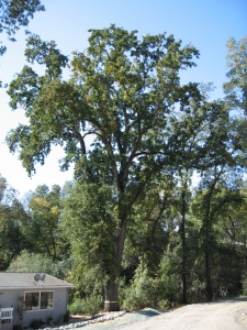 Monterey Cypress  Removal
(Lahonda, Ca.)