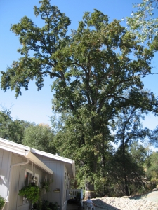 Hazardous Oak Removal
(Jamestown, Ca.)