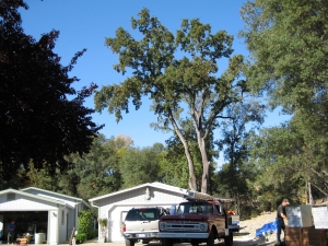 Oak Removal
