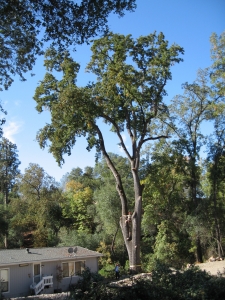 Oak Removal
