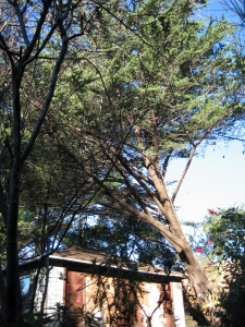 Monterey Cypress  Removal
(Lahonda, Ca.)