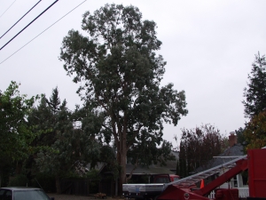 Eucalyptus Removal
(Menlo Park, Ca.)