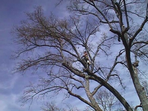 Black Oak (Crown Cleaning)