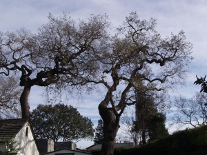 Hazardous Oak Removal
(Redwood City,Ca.)