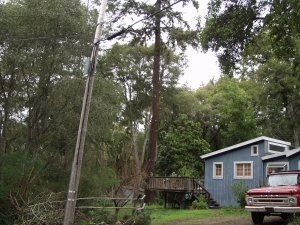 Fir Removal
(Lahonda, Ca.)