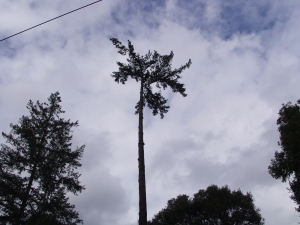 Fir Removal (Last Limbs)