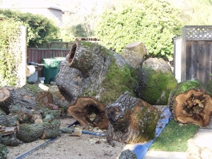 Oak Removal
