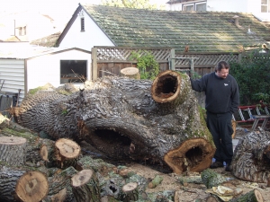 Oak Removal
