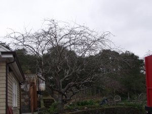 Crabapple 2 (Pruned)