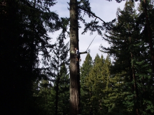 Hazardous Fir Removal
(Woodside, Ca.)