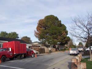 Pine Removal
(San Mateo, Ca.)