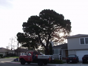 Pine Removal
(Opposite side)