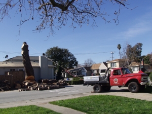 Pine Removal
(Base Cut)