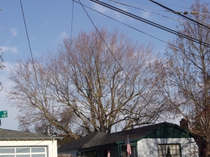 Silver Maple Removal
(San Carlos, Ca.)