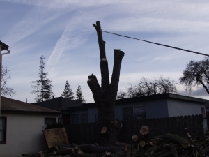 Silver Maple Removal
