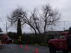 Box Elder Removal
(Emerald Hills, Ca.)