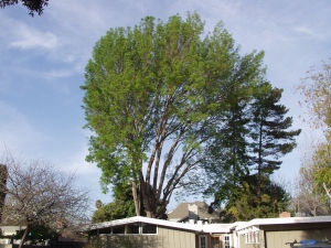 Evergreen Ash Removal
(Palo Alto, Ca.)
