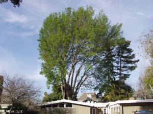 Evergreen Ash Removal
(Palo Alto, Ca.)
