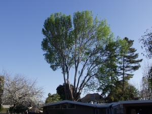 Evergreen Ash Removal
