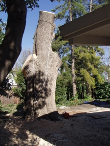 Evergreen Ash Removal
