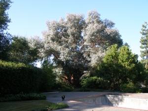 Eucalyptus Pruning
Woodside Hills, Ca