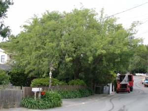 3 years later same Chinese Elm (Before)