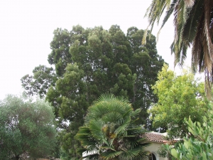 Black Acacia Trees for Removal (Palo Alto, Ca.)