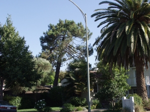 Canary Island Pine Removal
(Palo Alto, Ca.)