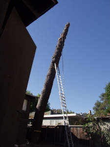 Canary Island Pine
(Rigging over House)