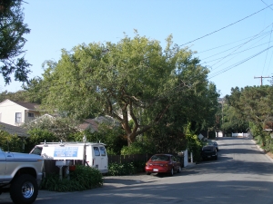 3 years later same Chinese Elm (After)