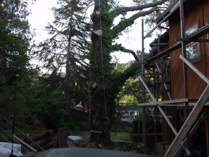 Dead Pine Removal
(San Carlos, Ca,)