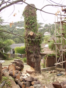 Pine Removal (Base Cut)
