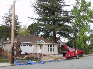 Incense Cedar Removal
(San Carlos, Ca.)