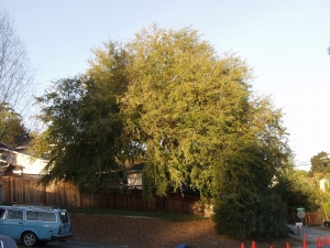 Chinese Elm (Before)