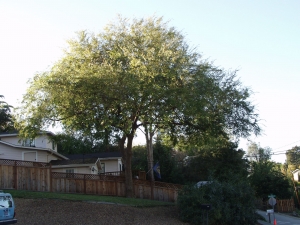 Chinese Elm (After)