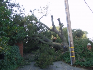 Emergency Oak Removal  Dec. 26
(Woodside Hills,Ca.)