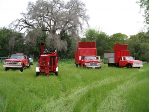 Dead Oak Removal
(Woodside, Ca.)