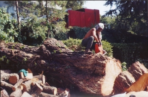 Pine Removal
(18